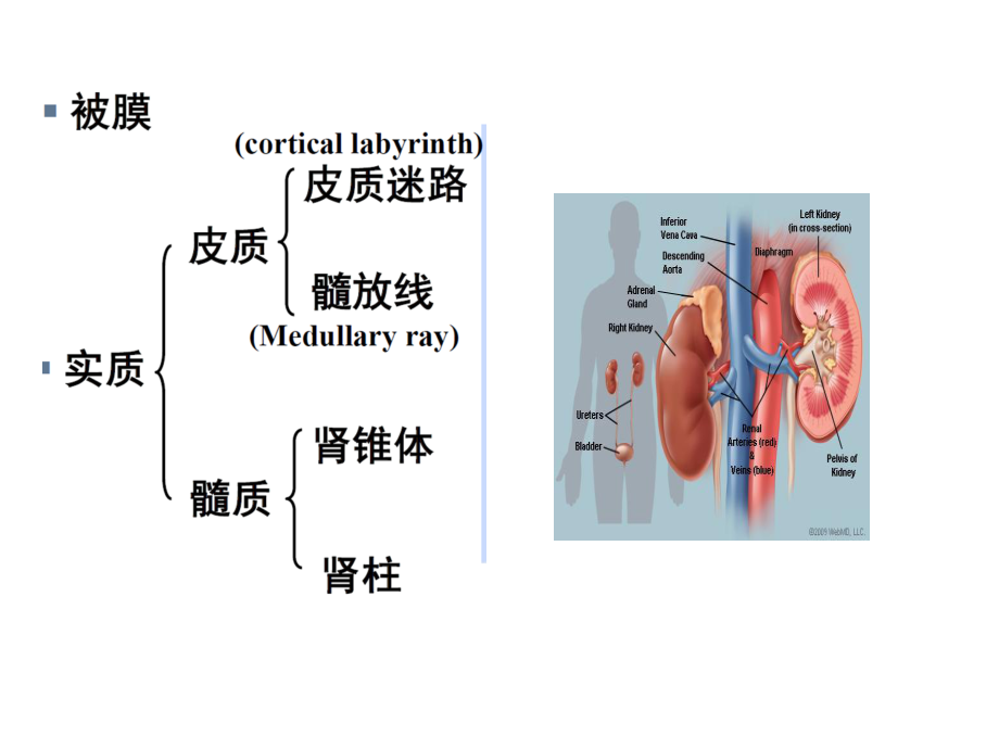 泌尿系统整合PBL.pptx_第3页