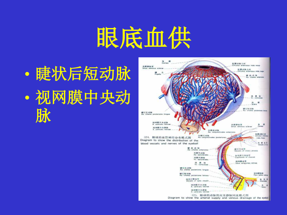 眼底血管荧光造影-PPT文档.ppt_第3页