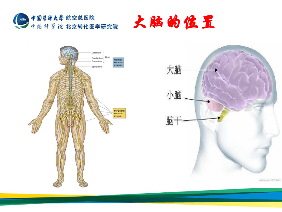 大脑是如何工作的？.ppt_第2页