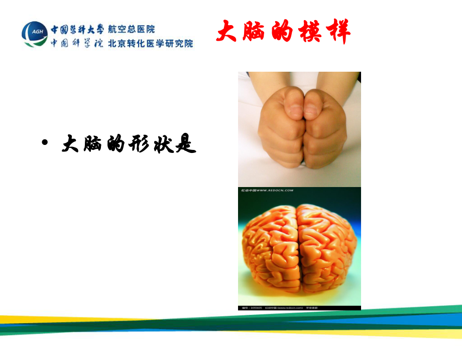 大脑是如何工作的？.ppt_第3页