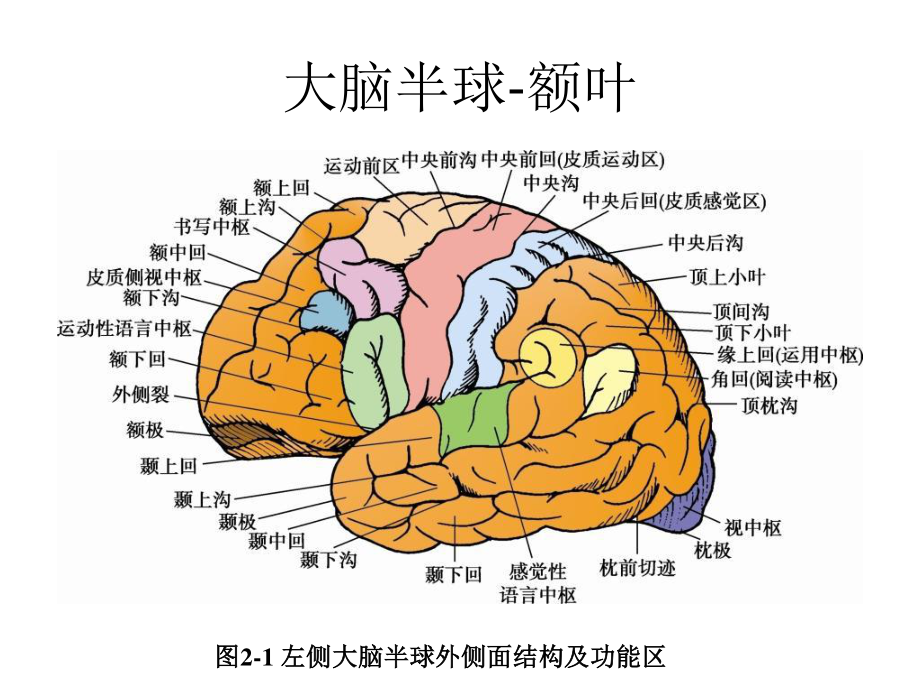 大脑额叶的功能定位-PPT文档资料.ppt_第2页