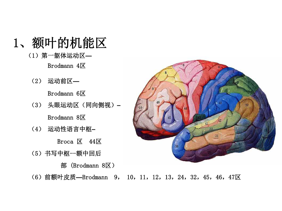 大脑额叶的功能定位-PPT文档资料.ppt_第3页