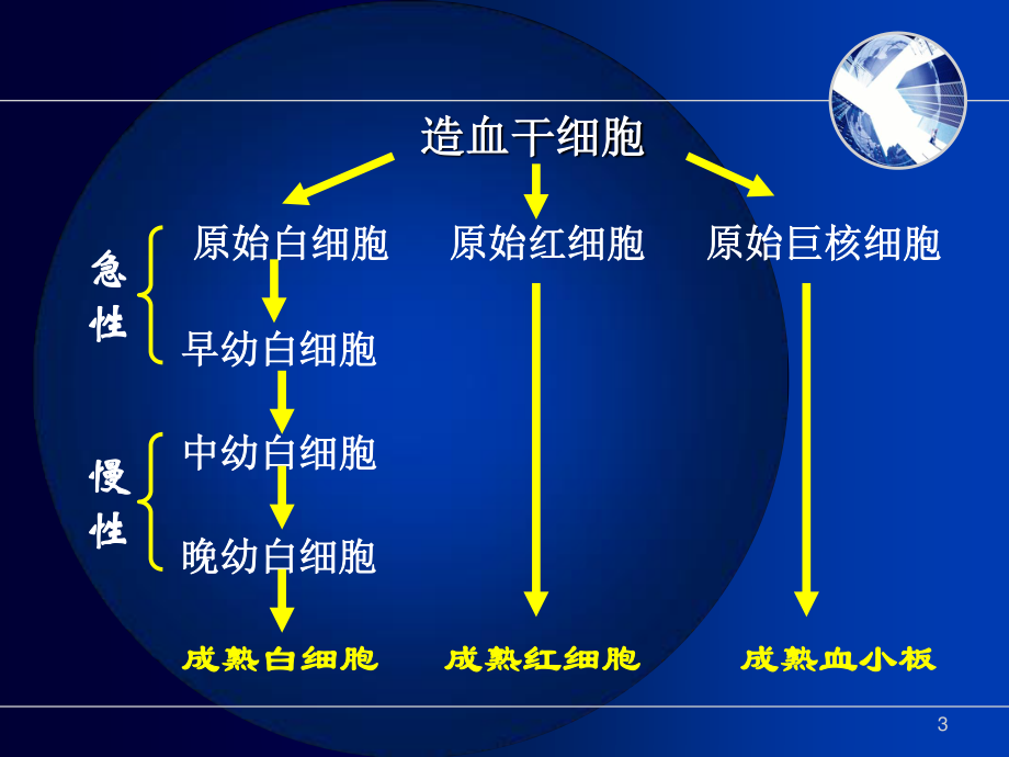 慢性淋巴细胞白血病.ppt_第3页