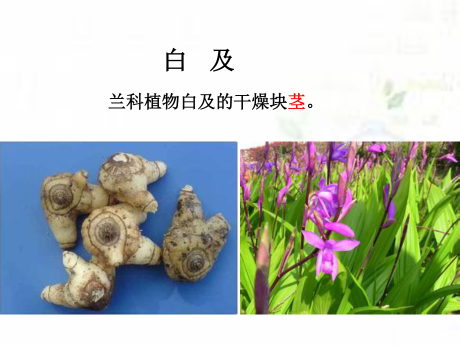 根及根茎类药材5(白及、姜黄、郁金、麻黄根、地榆、仙茅、金果榄)分解.ppt_第2页