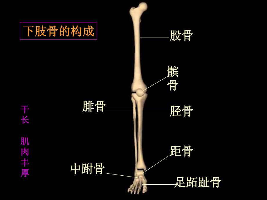 民勤县医院下肢骨折概述.ppt_第2页