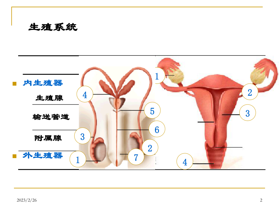 泌尿生殖系统.ppt_第2页