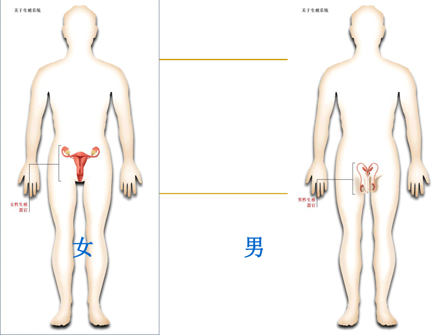 泌尿生殖系统.ppt_第3页