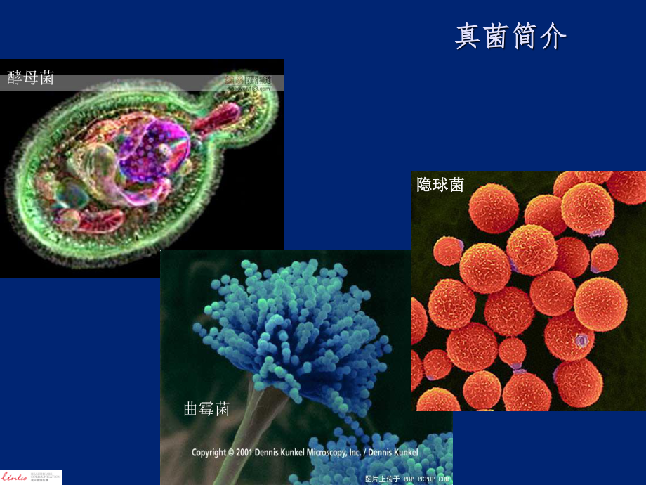 抗真菌药分类和作用机制.pptx_第2页