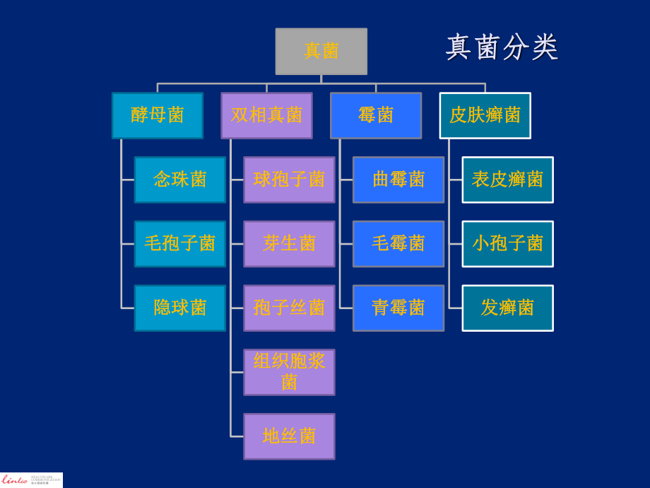 抗真菌药分类和作用机制.pptx_第3页