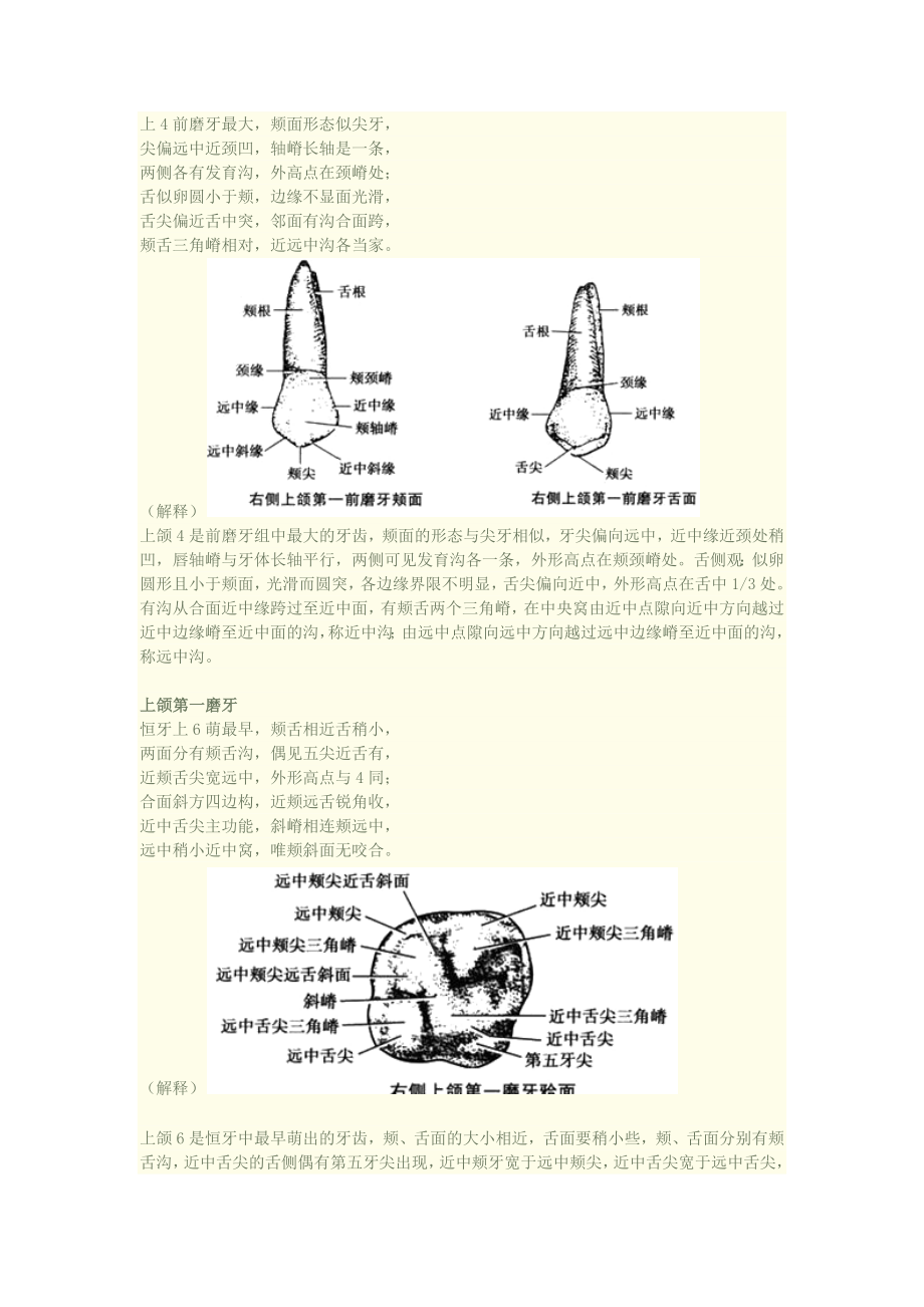 口腔知识速记之牙齿形态记忆口诀(附加图片).docx_第2页