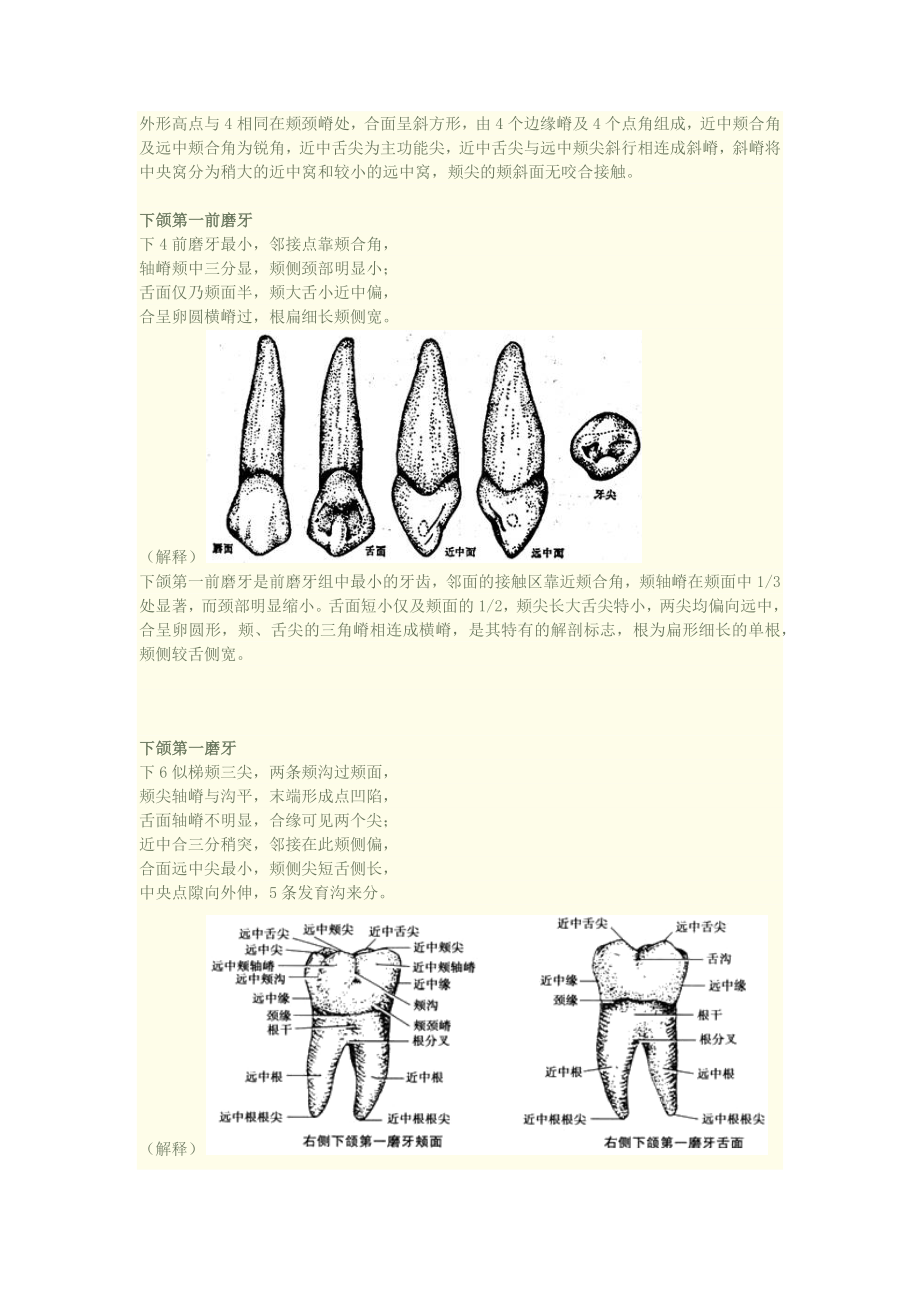 口腔知识速记之牙齿形态记忆口诀(附加图片).docx_第3页