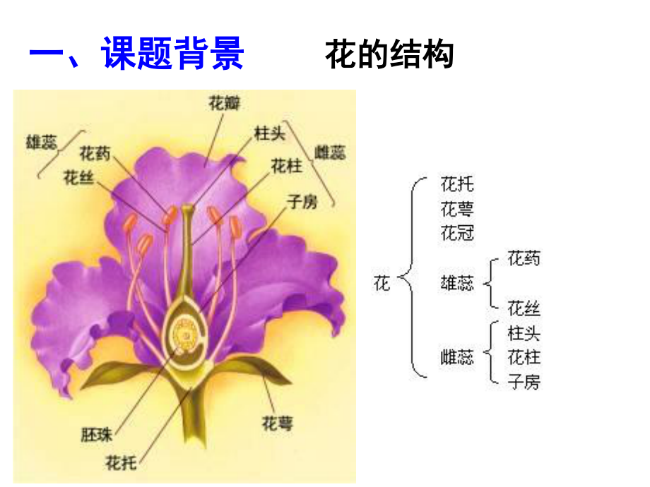 月季的花药培养MicrosoftPowerPoint幻灯片.ppt_第2页