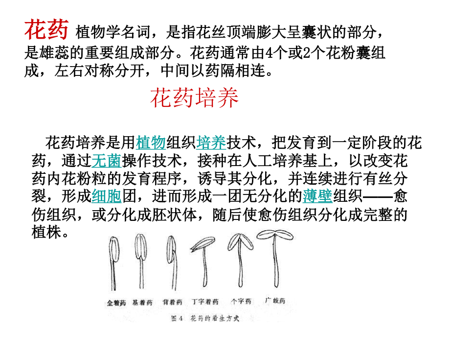 月季的花药培养MicrosoftPowerPoint幻灯片.ppt_第3页