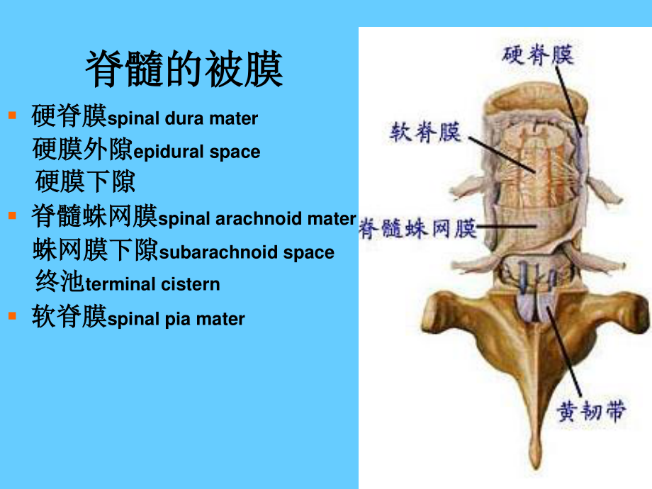 最新脑、脊髓被膜-脑脊液-脑血管-PPT文档.ppt_第3页