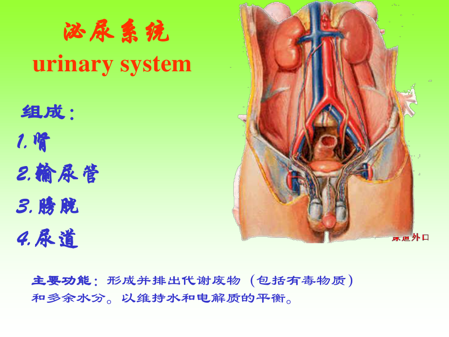 泌尿、生殖、腹膜、内分泌系统学资料.ppt_第2页