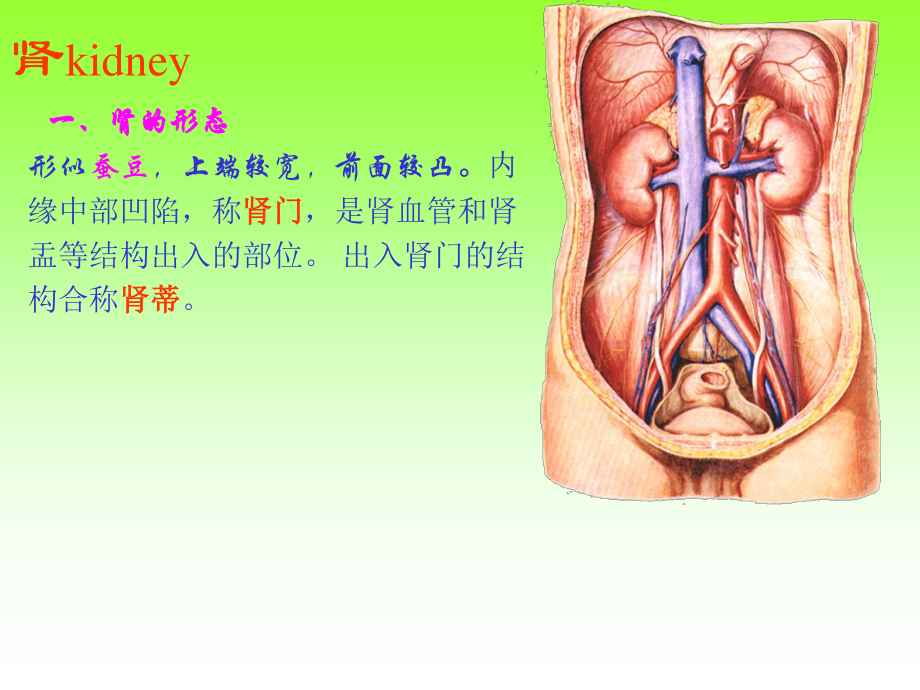 泌尿、生殖、腹膜、内分泌系统学资料.ppt_第3页