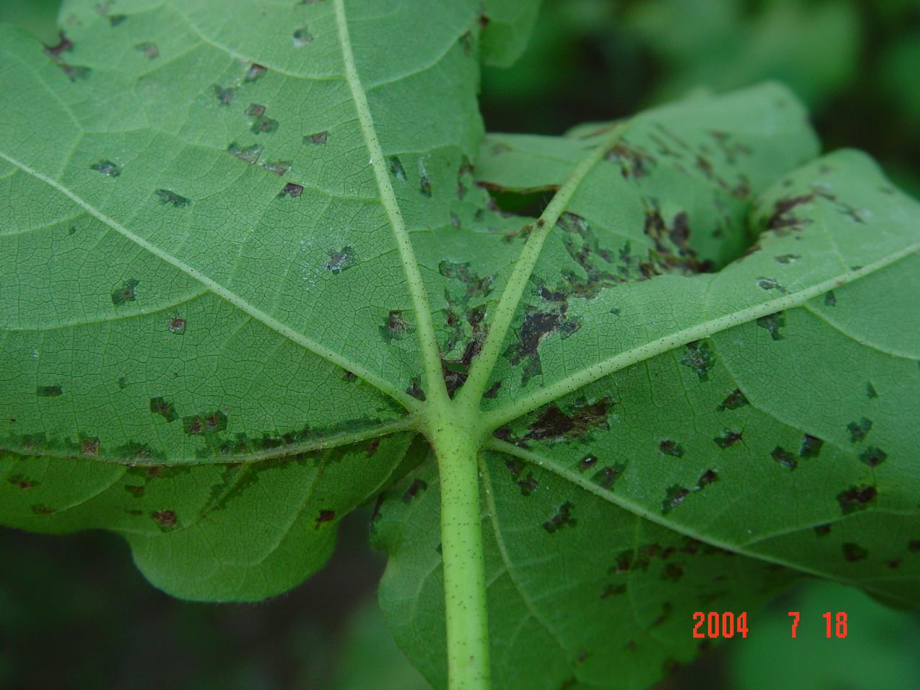 棉花细菌性角斑病(副本).ppt_第3页