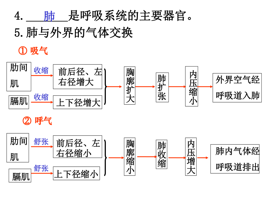 发生在肺泡内的气体交换2.ppt_第3页