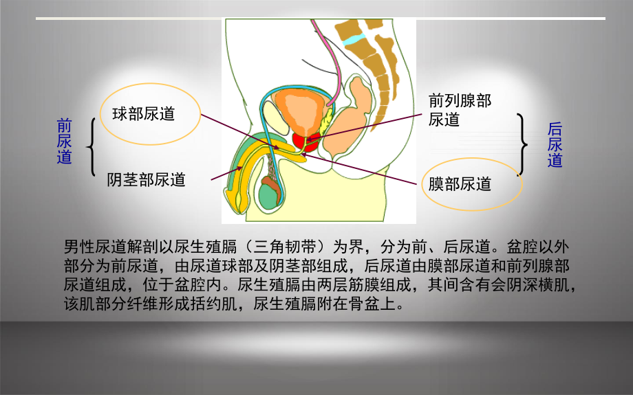 尿道损伤.pptx_第2页