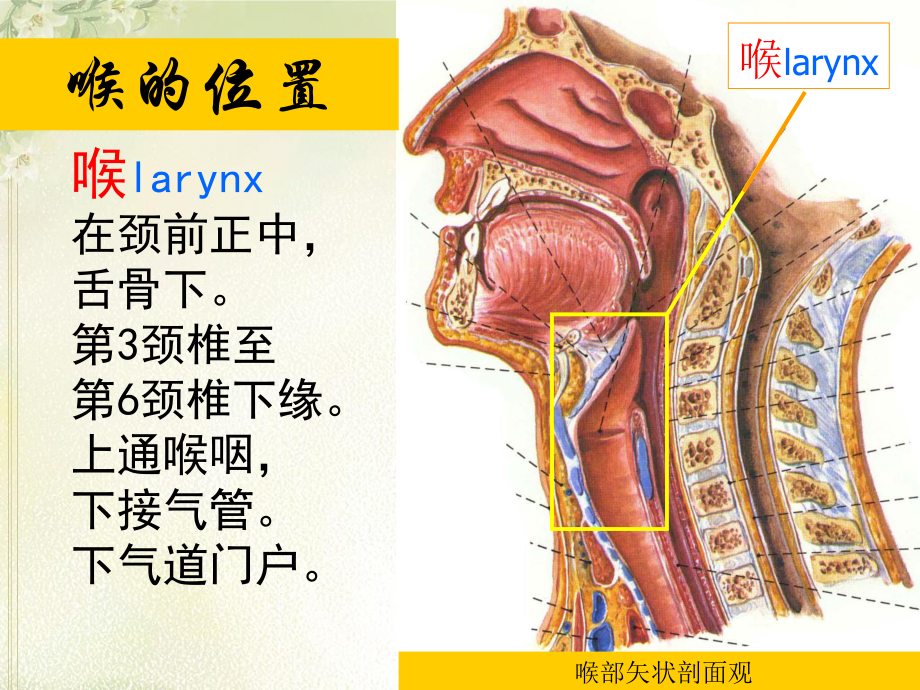 喉全切除手术配合概要.ppt_第3页