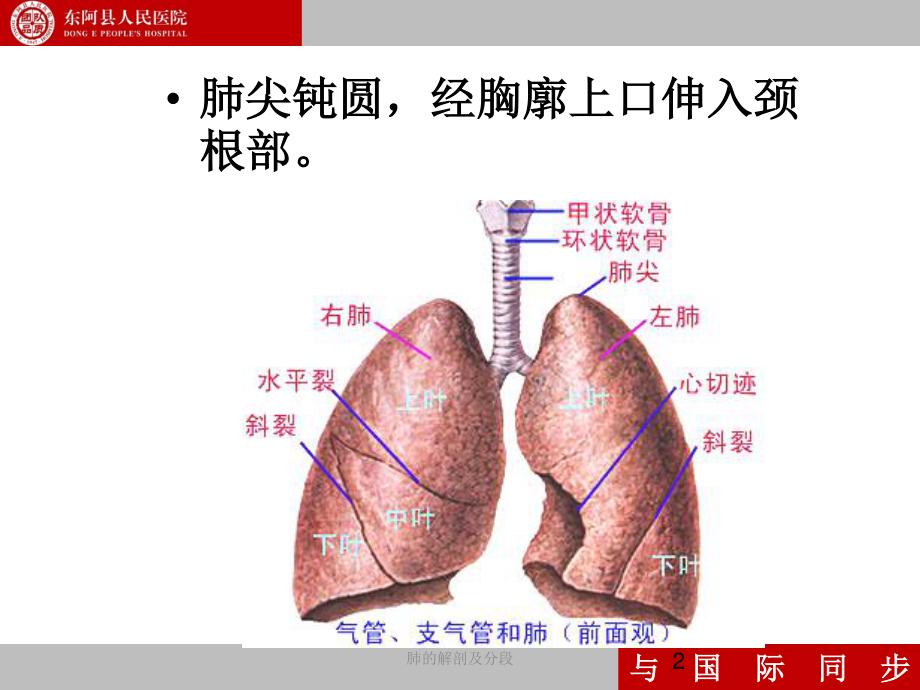 支气管镜下肺脏的分段.ppt_第2页