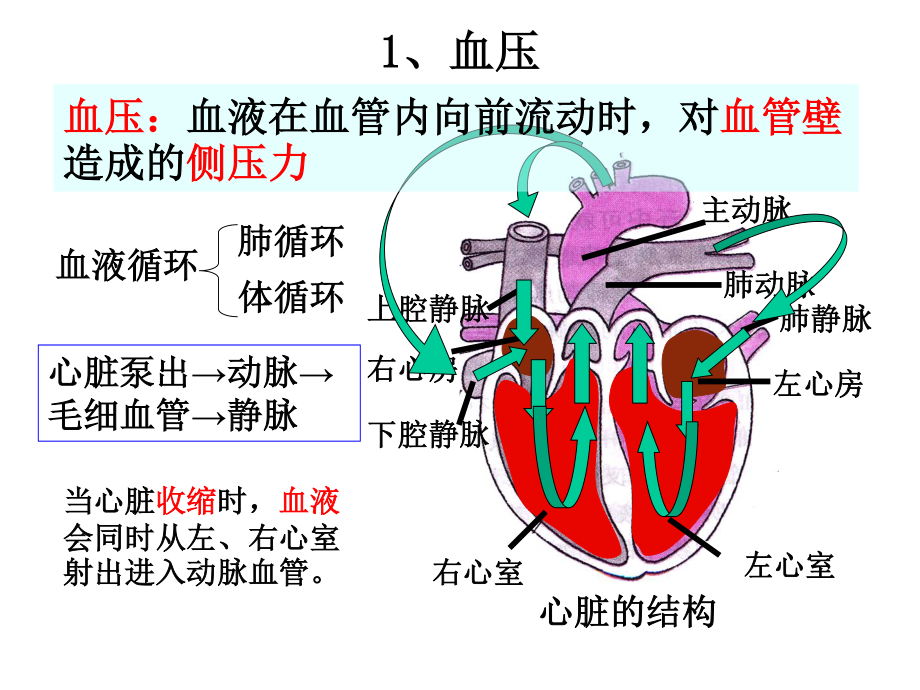 血压调节.ppt_第2页