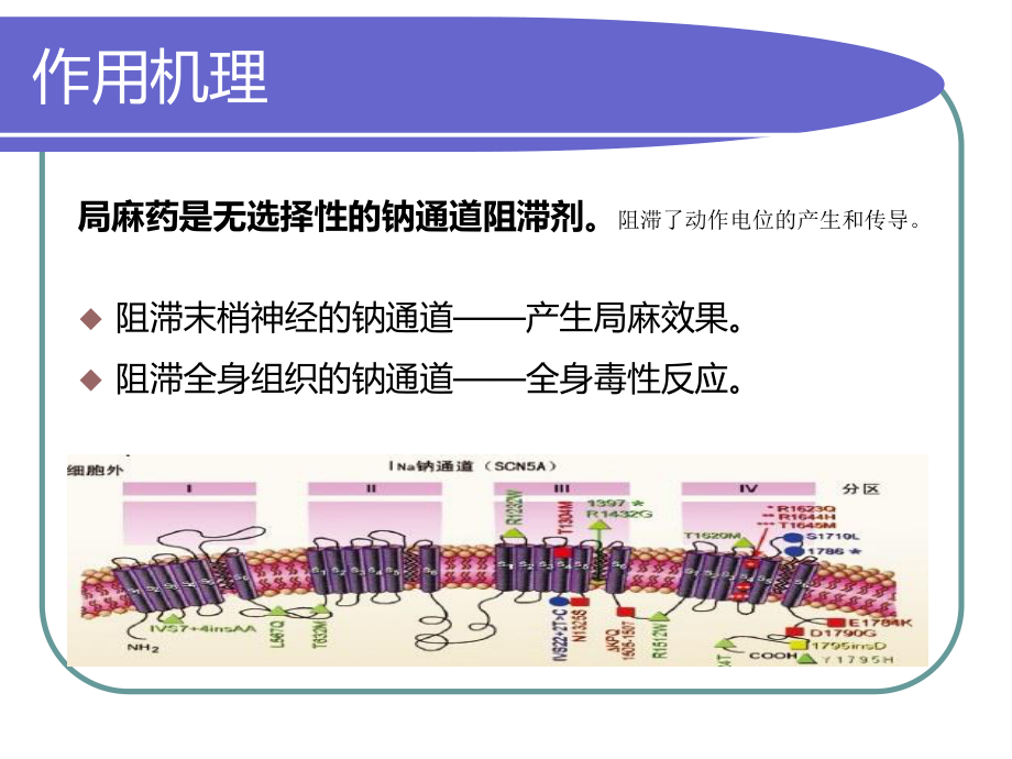 局麻药全身毒性反应.ppt_第2页