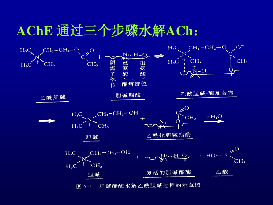 抗胆碱酯酶药和胆碱酯酶复活药.ppt_第3页