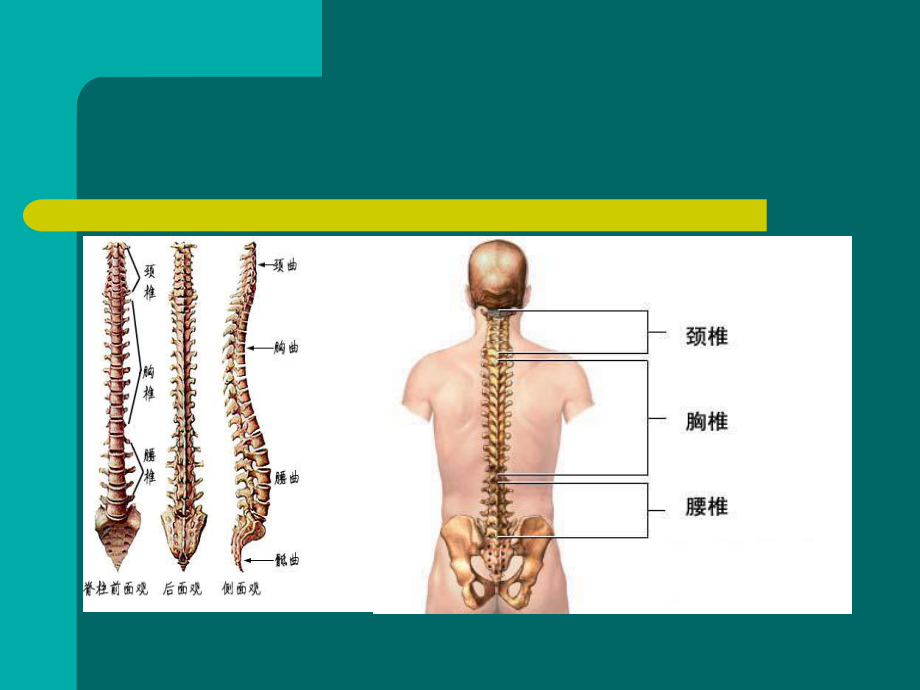 腰间盘脱出症诊治幻灯片.ppt_第3页