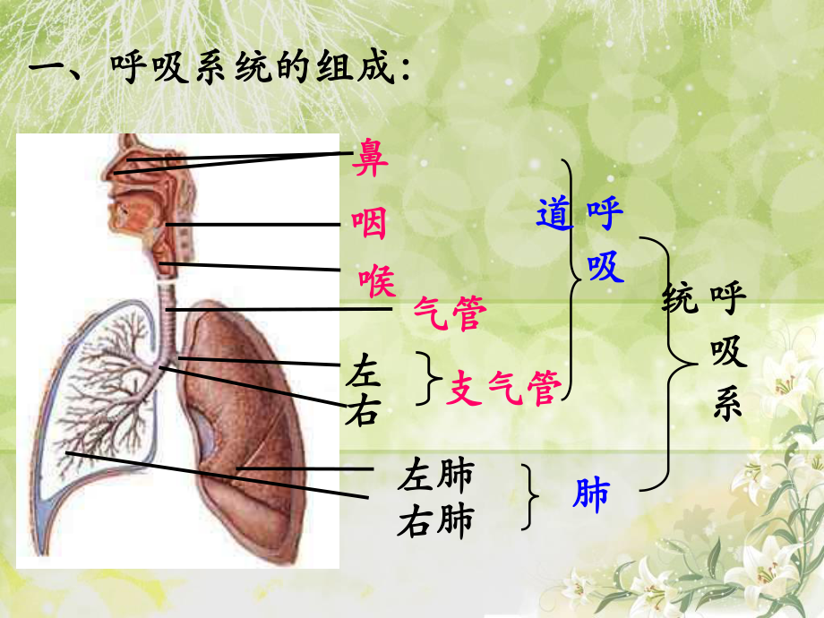 呼吸道对空气的处理32487066.ppt_第3页