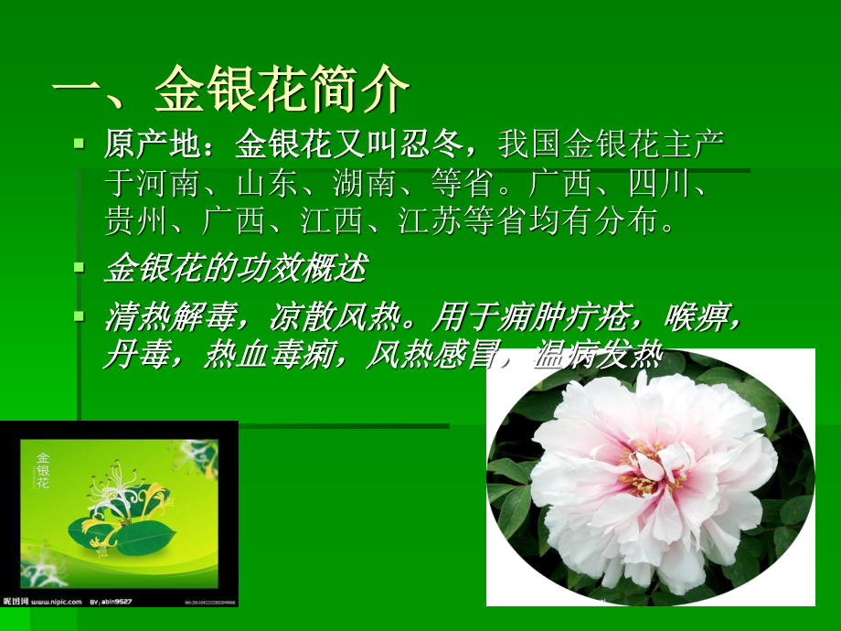 牡丹的药用价值-(1).ppt_第3页