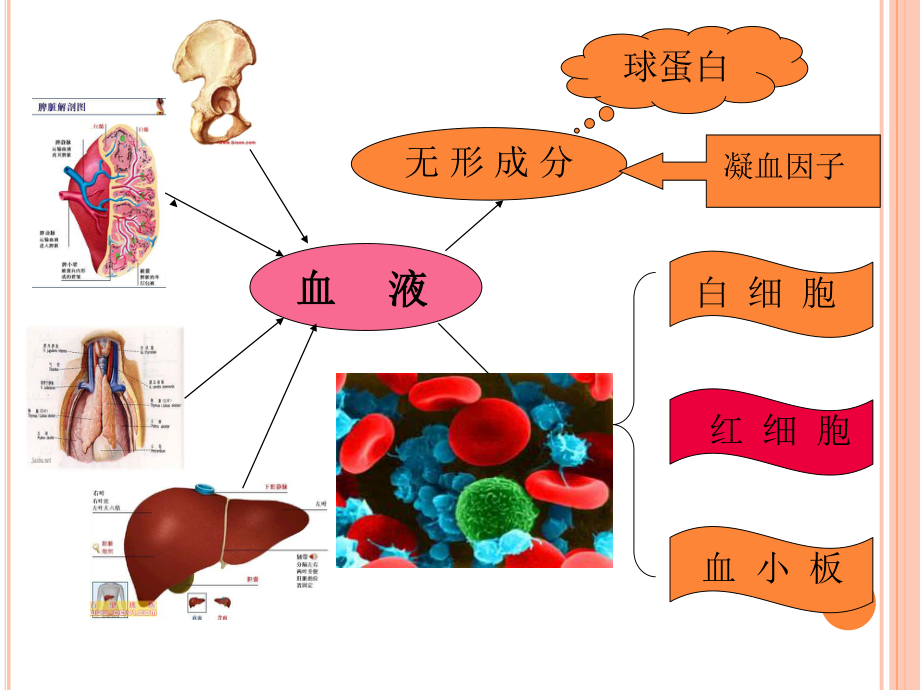 血液病学总论20161124.ppt_第3页