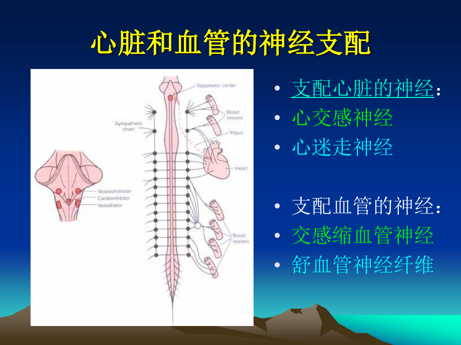 循环生理-心血管活动的调节.ppt_第3页