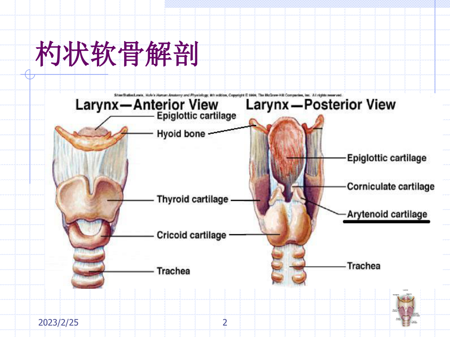 杓状软骨脱原因及处理.ppt_第2页