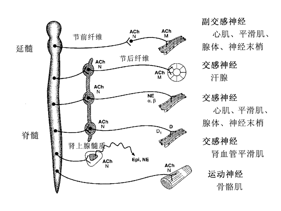 药理讲义传出神经021.ppt_第2页