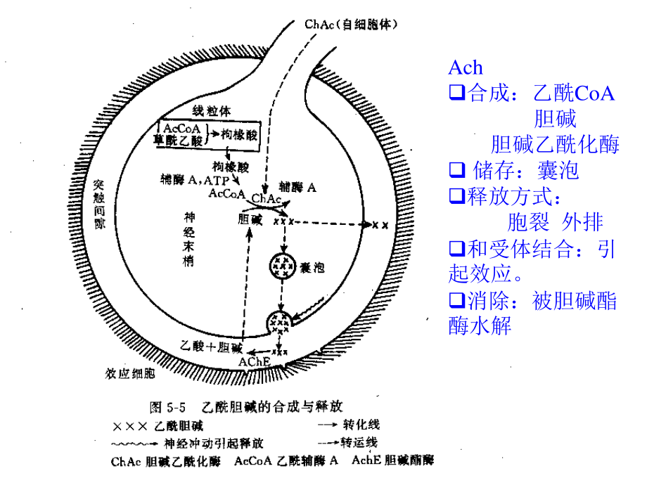 药理讲义传出神经021.ppt_第3页