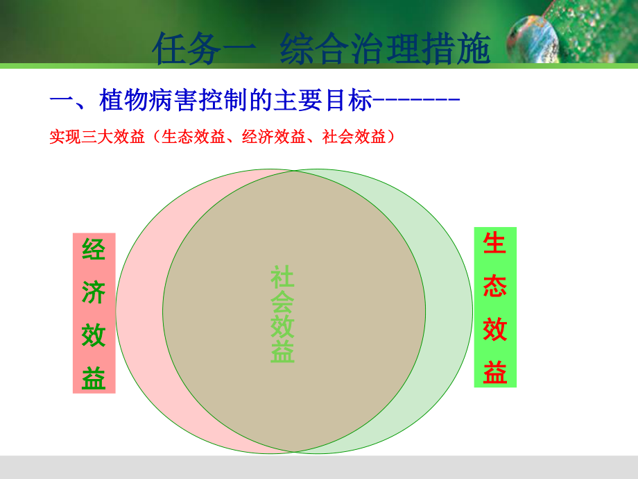 植物病害治理.ppt_第2页