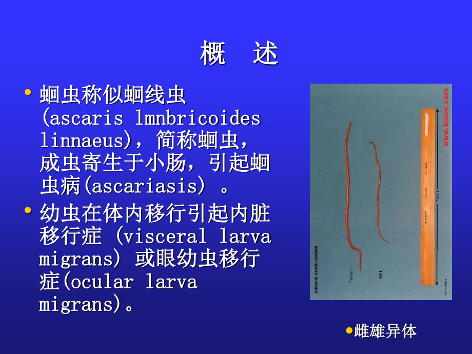 寄生虫病(肠虫病).ppt_第3页