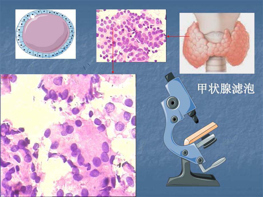 甲状腺生理基础.ppt_第2页