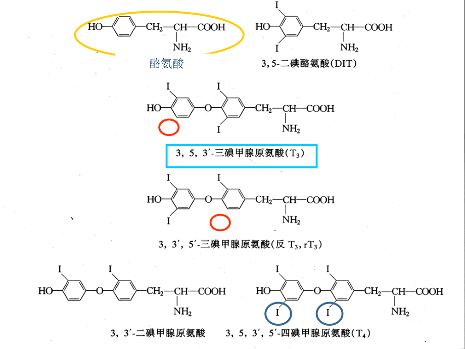 甲状腺生理基础.ppt_第3页