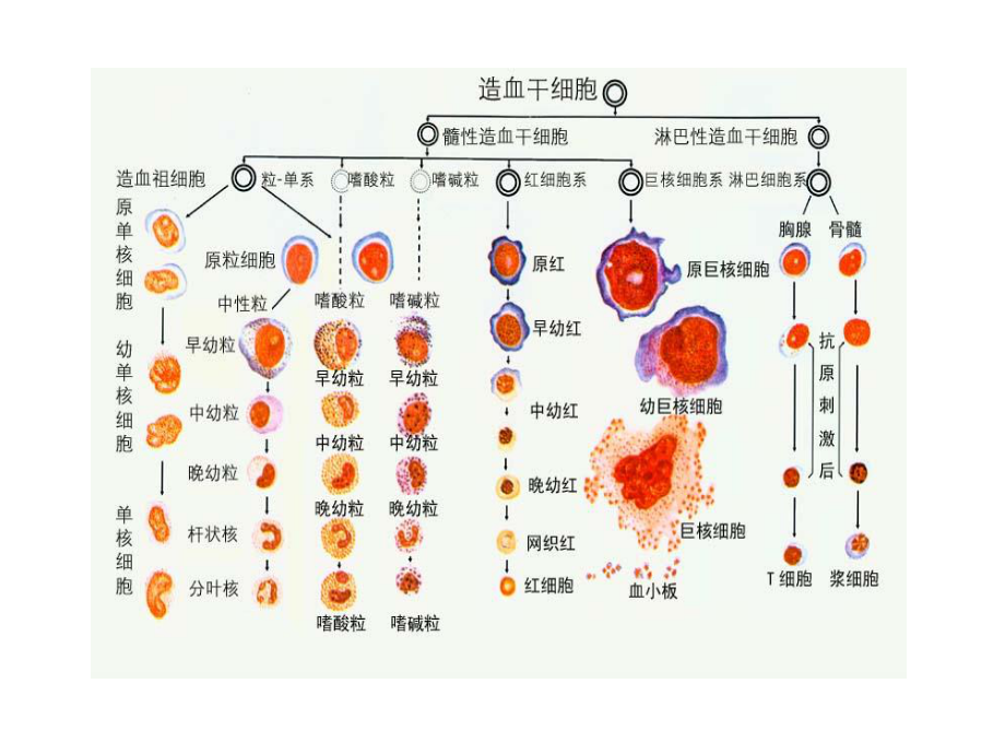 护考血液系统.ppt_第2页