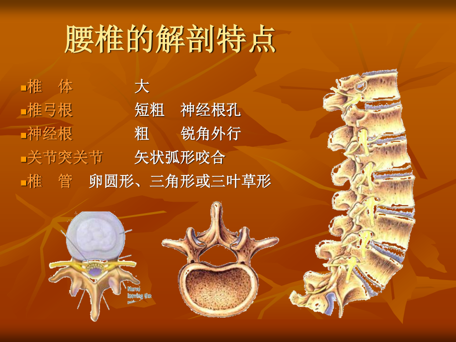 腰腿痛的诊治.ppt_第3页