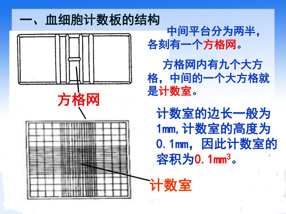 血细胞计数板的使用.ppt_第3页