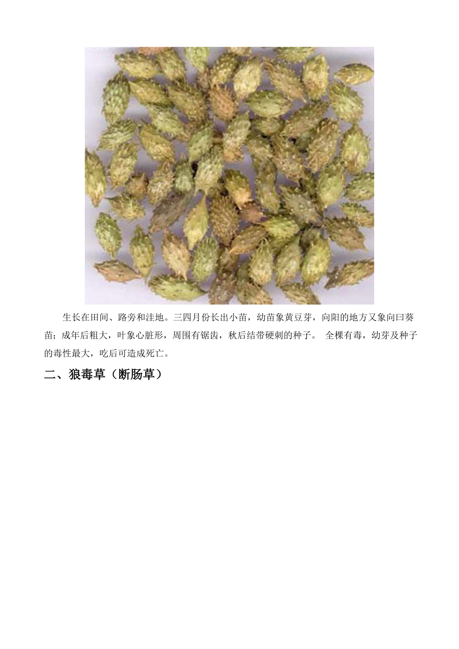 常见有毒野菜(图谱).doc_第2页