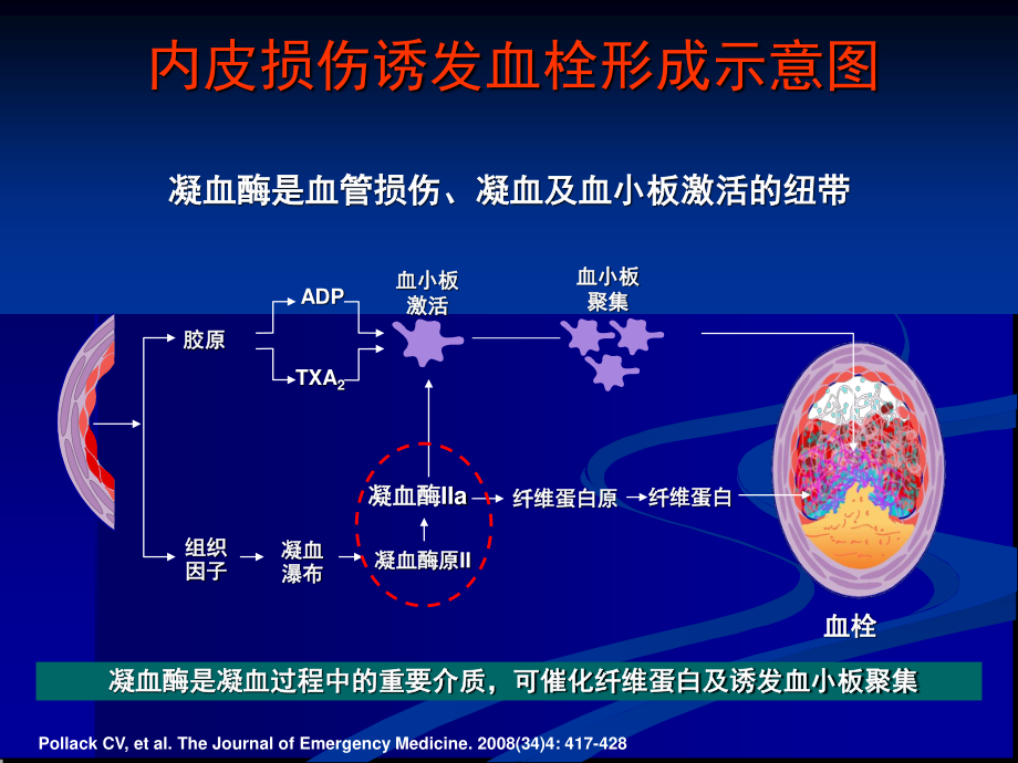 抗凝药及抗血小板药-20131028心内王航.ppt_第3页