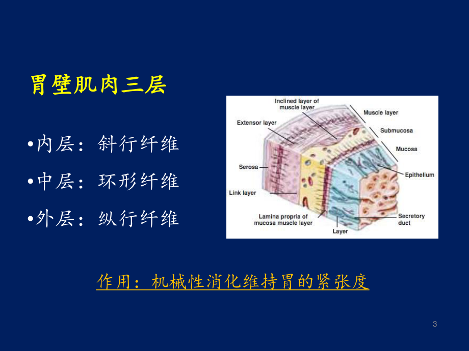 幽门螺杆菌胃炎.ppt_第3页