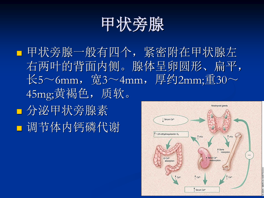 甲状旁腺功能亢进症.ppt_第2页