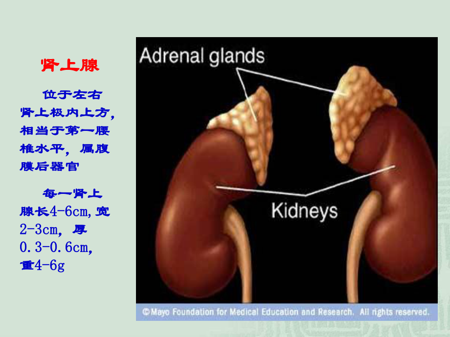 库欣综合征.ppt_第3页