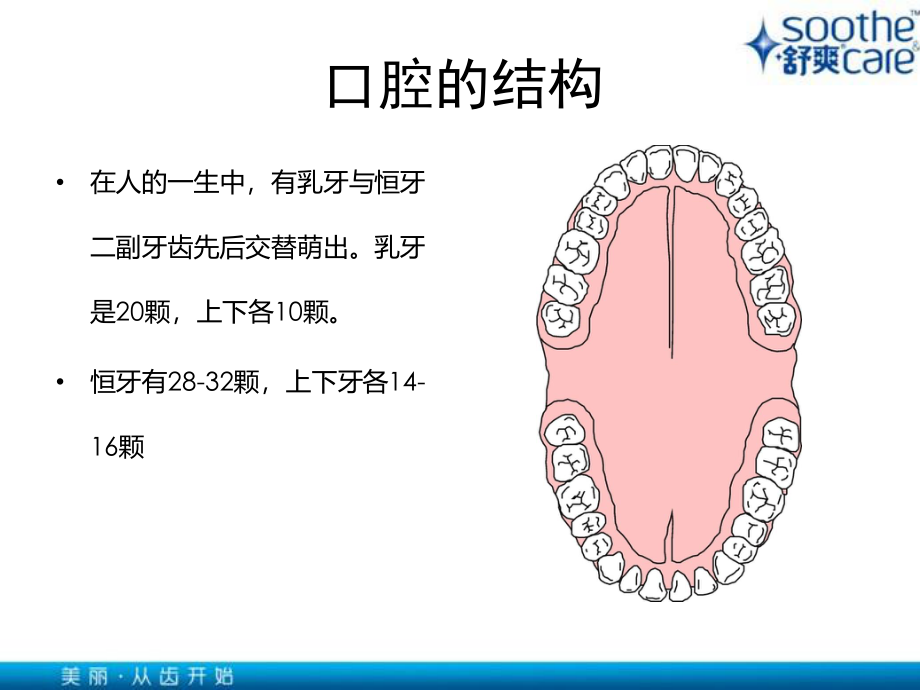 口腔健康基本知识.ppt_第2页