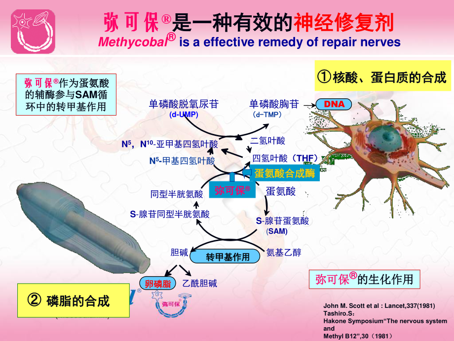 神经修复剂在DPN中的应用.ppt_第2页